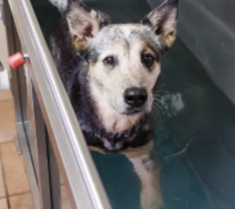 Dog doing water therapy